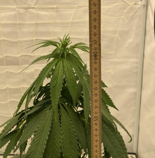 Barneys G13 Haze Fem. Week 5