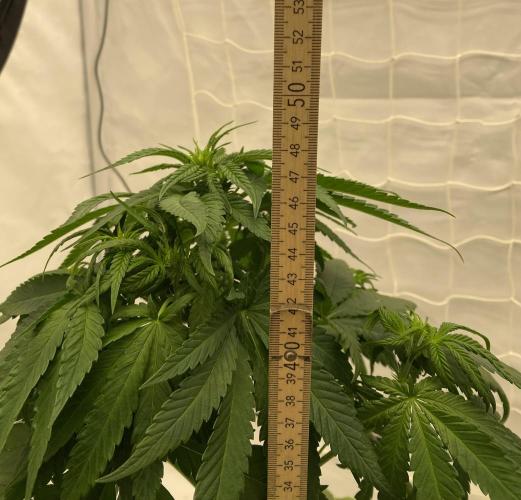 Barneys G13 Haze Fem. Week 5