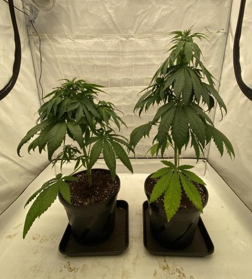 Barneys G13 Haze Fem. Week 5