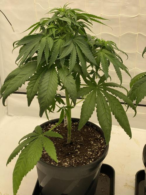 Barneys G13 Haze Fem. Week 5