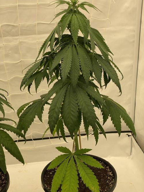 Barneys G13 Haze Fem. Week 5