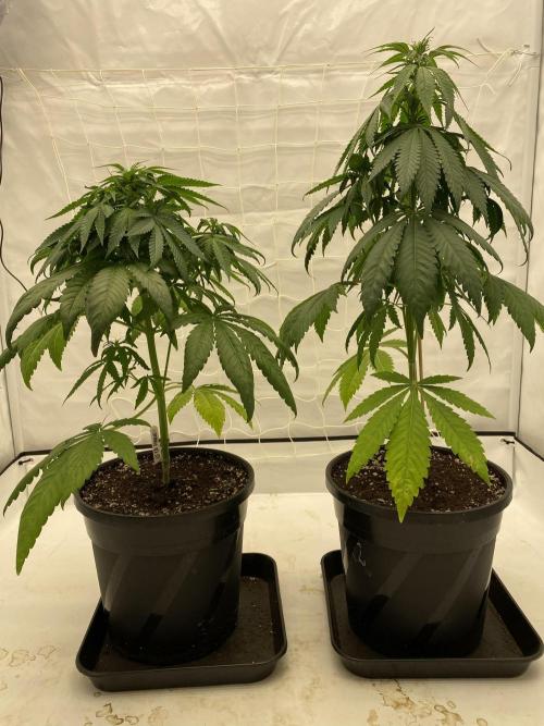 Barneys G13 Haze Fem. Week 5