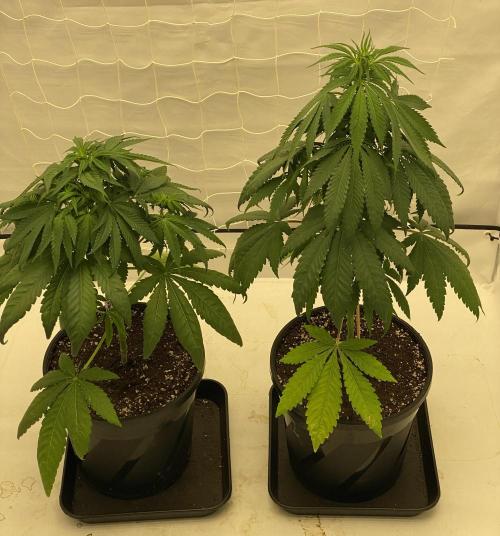 G13 Haze. Week 5