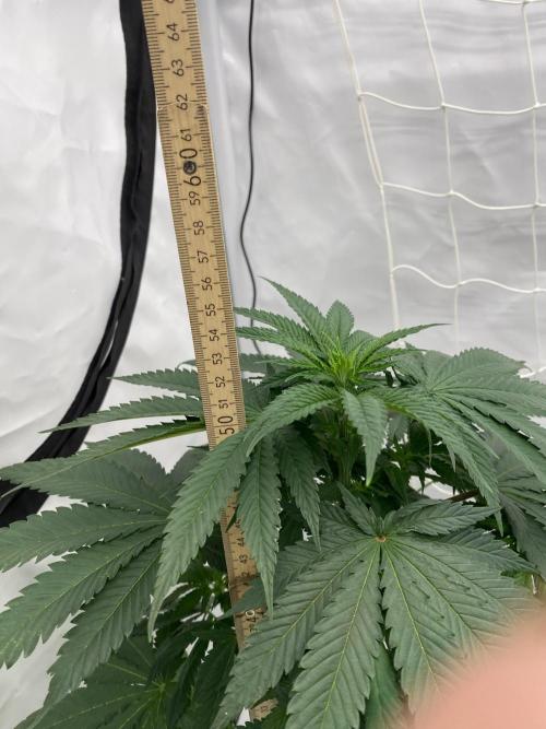 Barneys "Purple Drizzle". Week 5