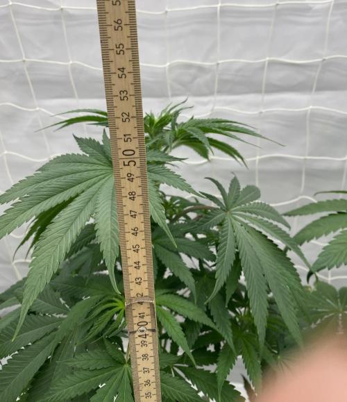 Barneys "Purple Drizzle". Week 5