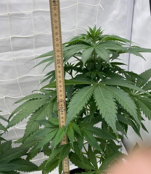 Barneys "Purple Drizzle". Week 5
