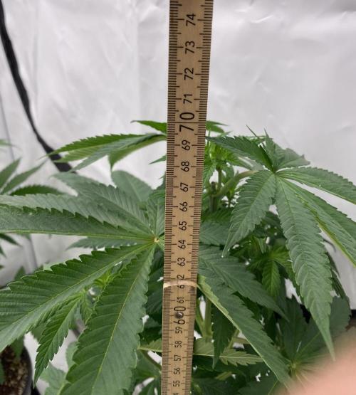 Barneys "Purple Drizzle". Week 5