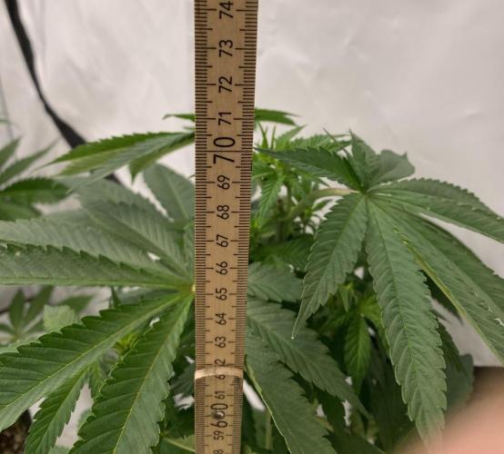 Barneys "Purple Drizzle". Week 5