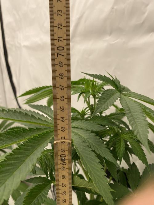 Barneys "Purple Drizzle". Week 5