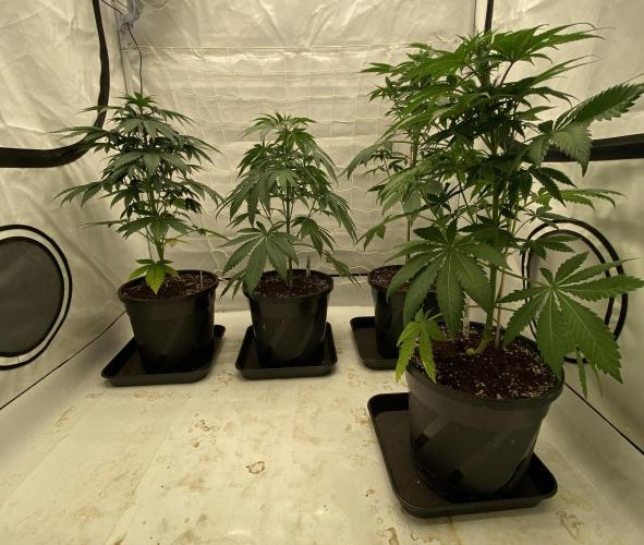 Barneys "Purple Drizzle". Week 5