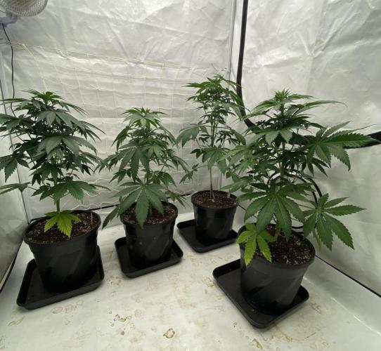 Barneys "Purple Drizzle". Week 5