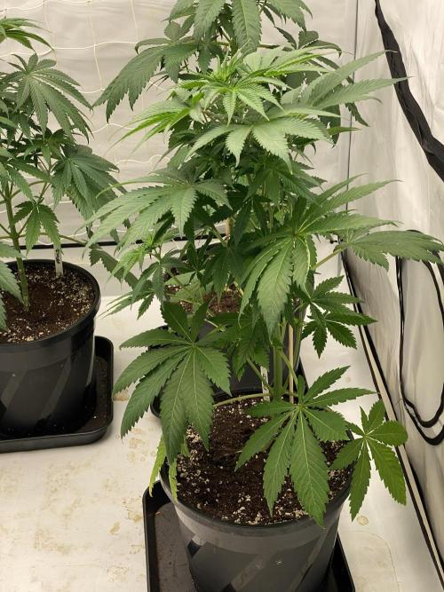 Barneys "Purple Drizzle". Week 5