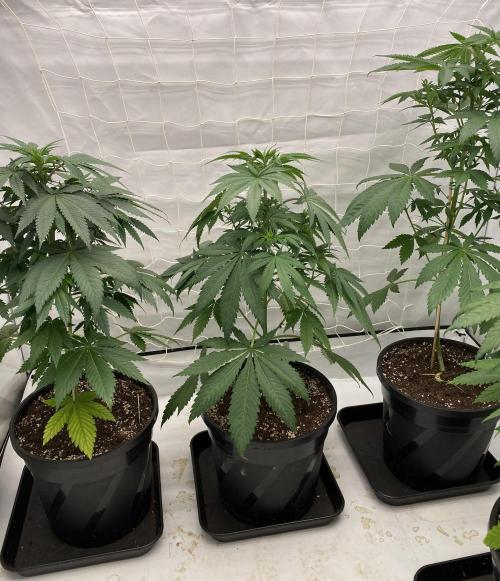 Barneys "Purple Drizzle". Week 5