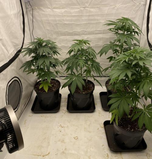 DR120. Week 5