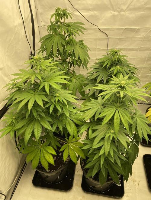 Barneys "Purple Drizzle". Week 6