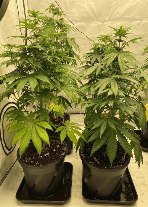 Barneys "Purple Drizzle". Week 6