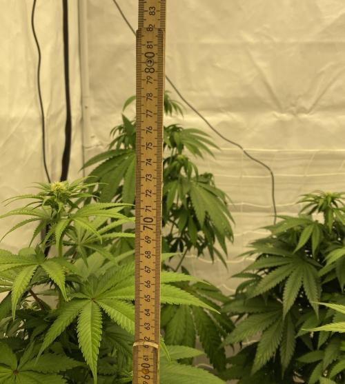 Barneys "Purple Drizzle". Week 6
