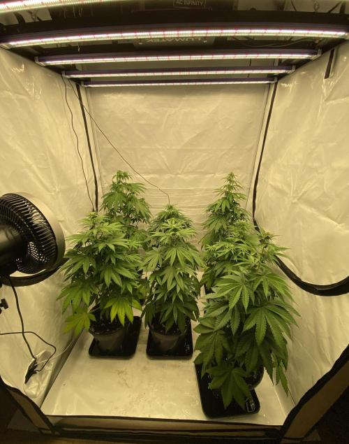 Barneys "Purple Drizzle". Week 6