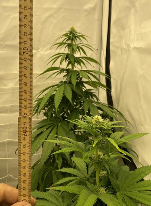 Barneys G13 Haze Fem. Week 6