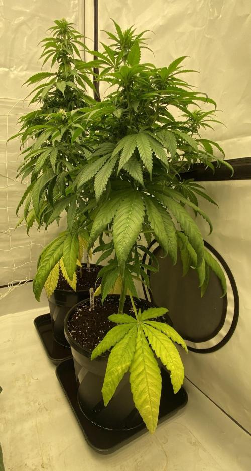 Barneys G13 Haze Fem. Week 6