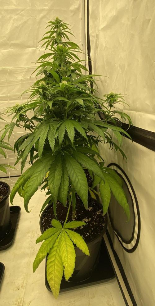 Barneys G13 Haze Fem. Week 6