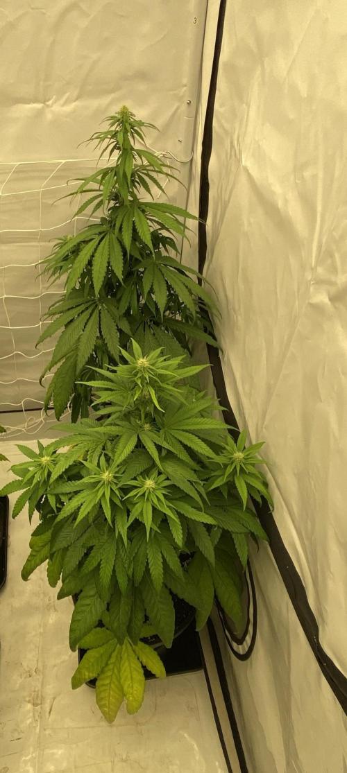 Barneys G13 Haze Fem. Week 6