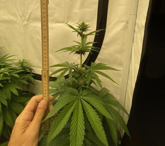 Barneys Super Boof. Week 6