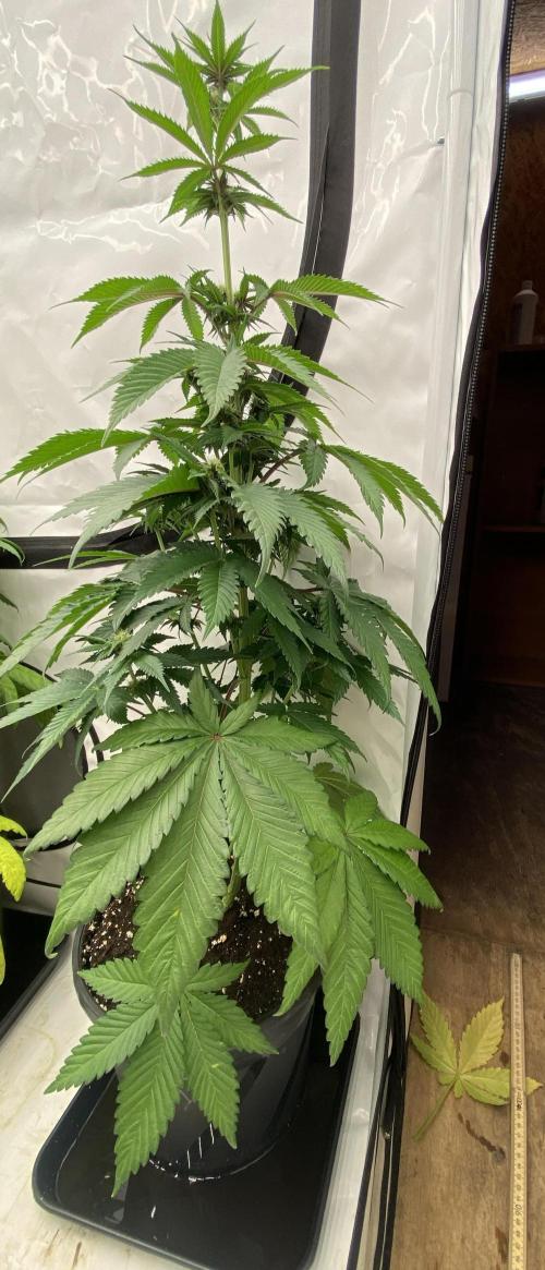 Barneys Super Boof. Week 6