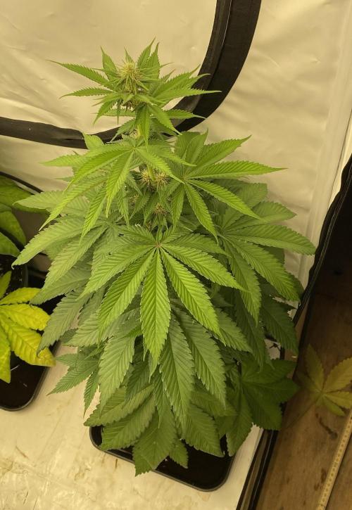 Barneys Super Boof. Week 6