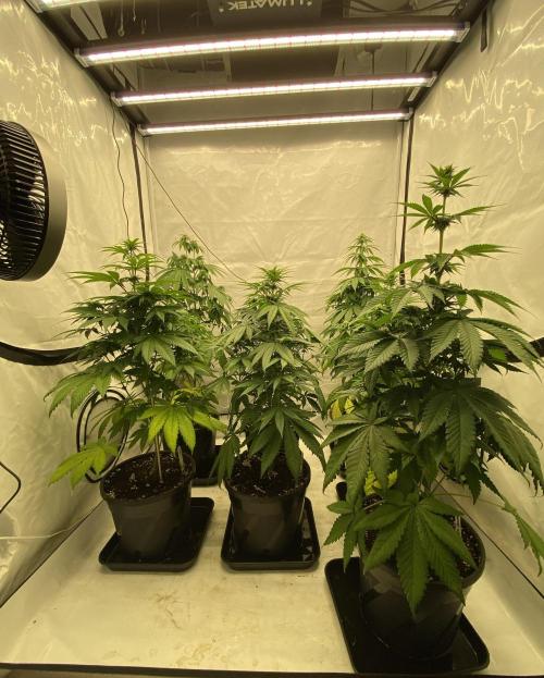 Barneys Super Boof. Week 6
