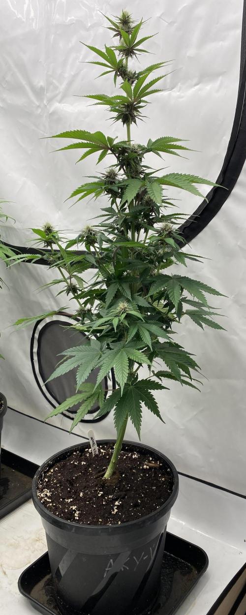 Barneys Super Boof. Week 7