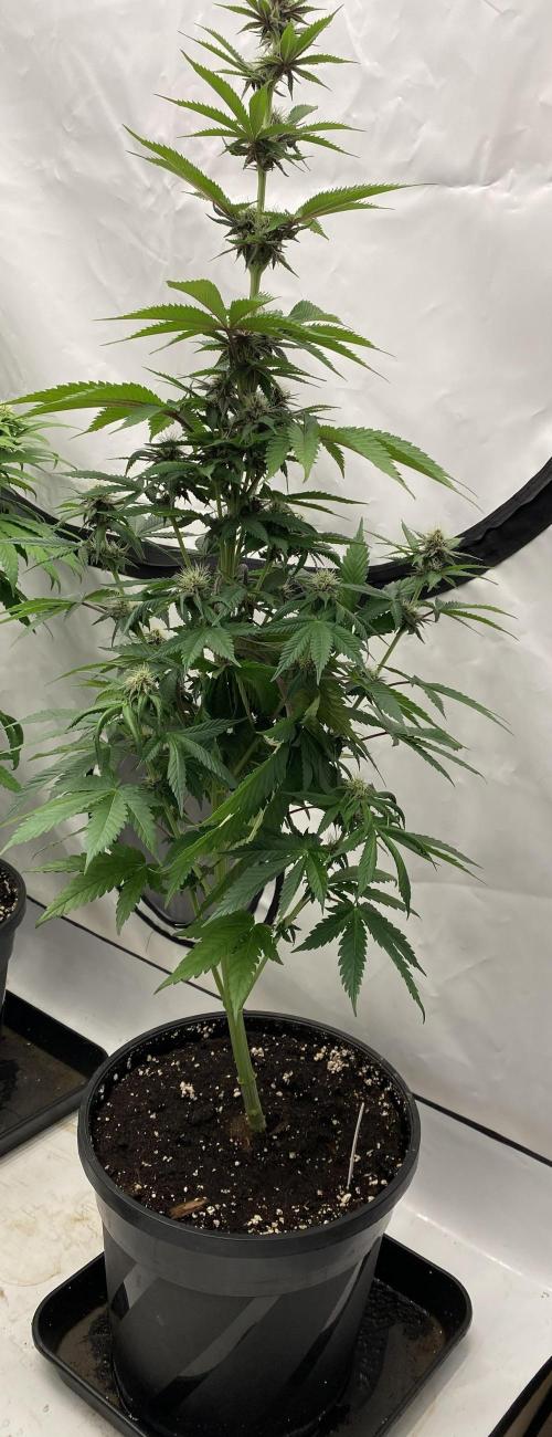 Barneys Super Boof. Week 7