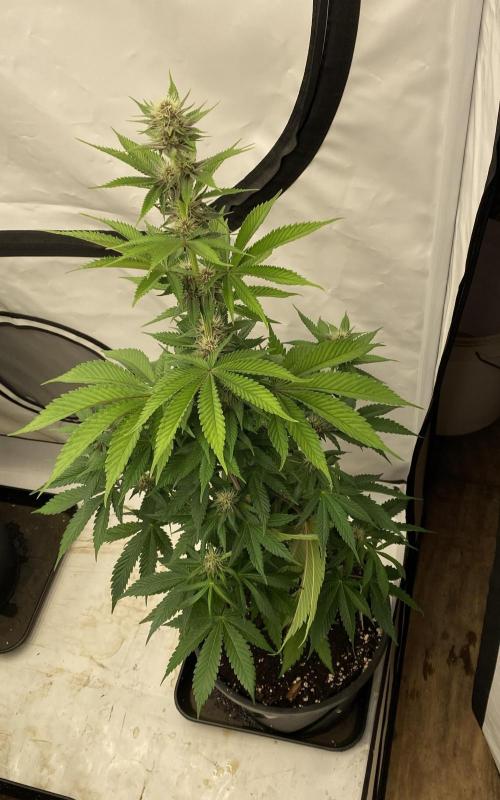 Barneys Super Boof. Week 7