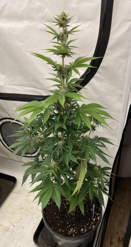 Barneys Super Boof. Week 7