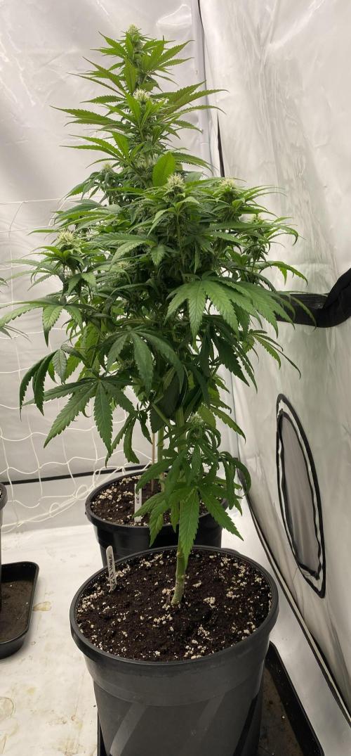 Barneys G13 Haze Fem. Week 7
