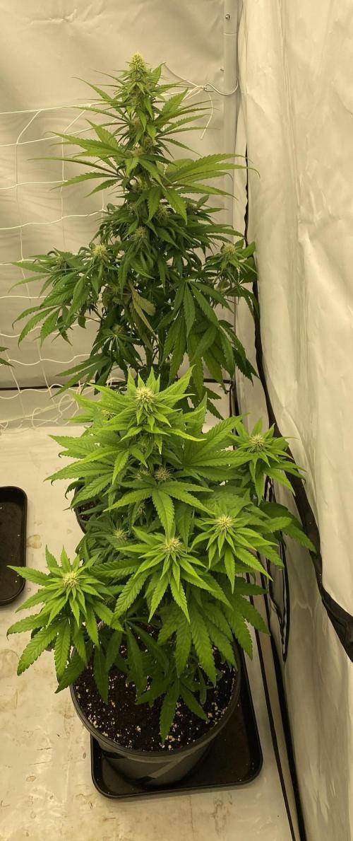 Barneys G13 Haze Fem. Week 7