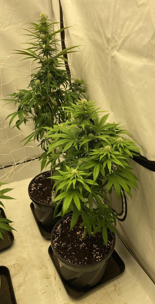 Barneys G13 Haze Fem. Week 7