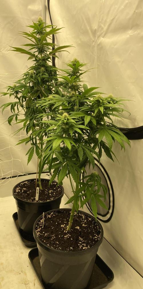 Barneys G13 Haze Fem. Week 7
