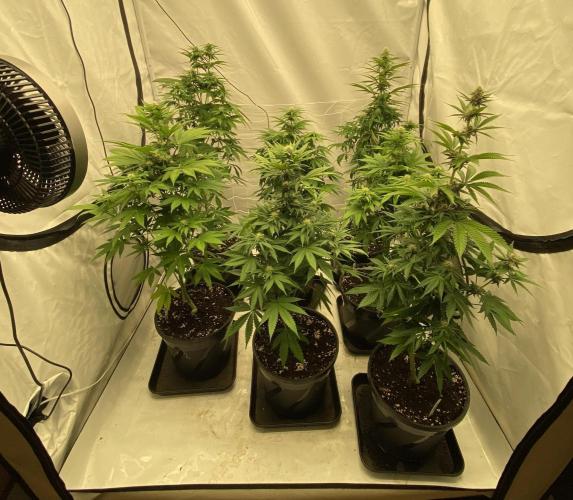 Barneys G13 Haze Fem. Week 7