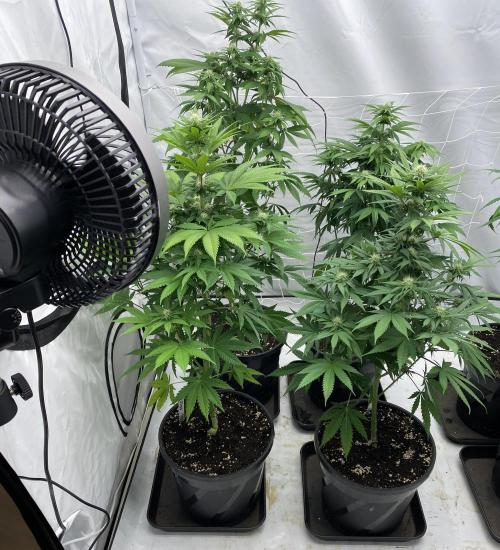 Barneys "Purple Drizzle". Week 7