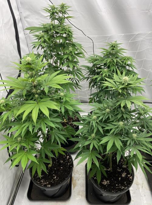 Barneys "Purple Drizzle". Week 7