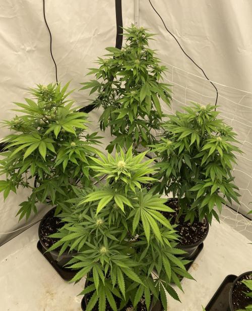 Barneys "Purple Drizzle". Week 7