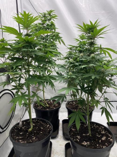 Barneys "Purple Drizzle". Week 7