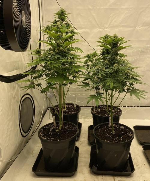 Barneys "Purple Drizzle". Week 8