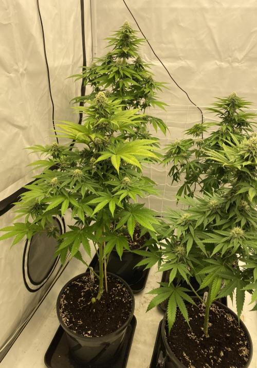 Barneys "Purple Drizzle". Week 8