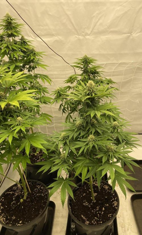 Barneys "Purple Drizzle". Week 8