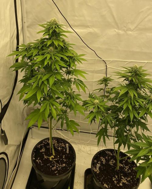 Barneys "Purple Drizzle". Week 8