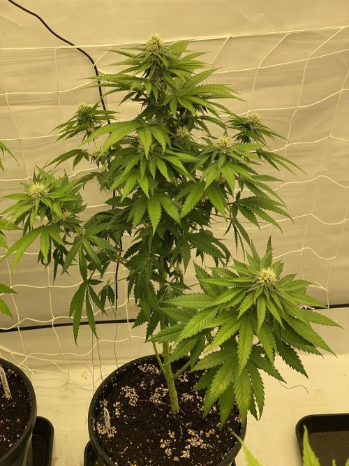 Barneys "Purple Drizzle". Week 8