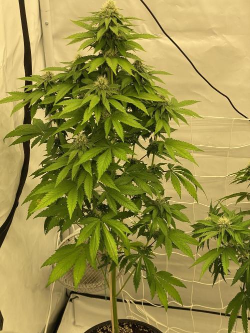 Barneys "Purple Drizzle". Week 8