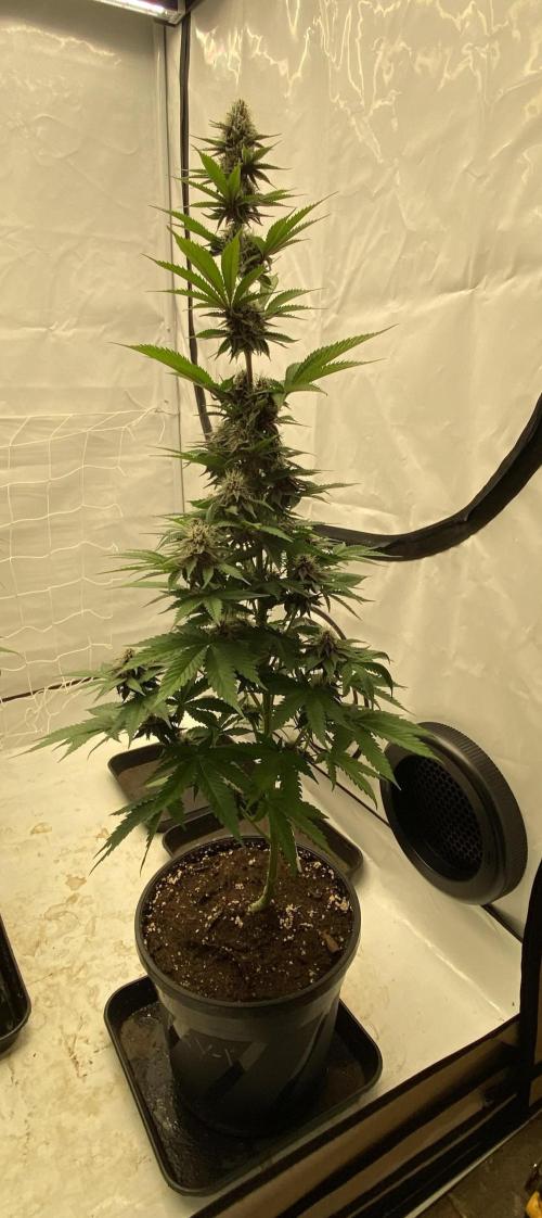 Barneys G13 Haze Fem. Week 8
